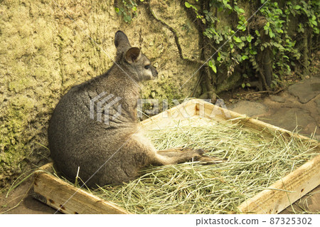 Tammar Wallaby Kangaroo sleeping in wooden box with herbs Tammar Wallaby Kangaroo sleeping in wooden box with herbs 87325302