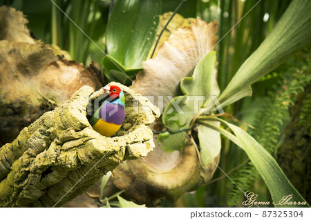Gould finch bird inside its nest in a tree 87325304