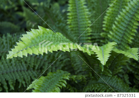 Dark green fern leaves in tropical environment 87325331