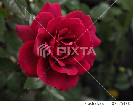 花園中綻放的紅玫瑰吉普賽靈魂 87325428