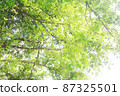 Light green leaves on tree branch against a white sky 87325501