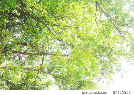 Light green leaves on tree branch against a white sky Light green leaves on tree branch against a white sky 87325501