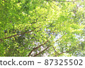 Green leaves against the background of a clear sky 87325502