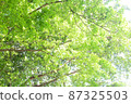 Lush green leaves with lots of tree branches 87325503