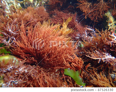 一群海藻在海浪中搖曳3 87326330