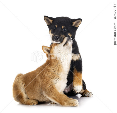 shiba inus in studio shiba inus in studio 87327917