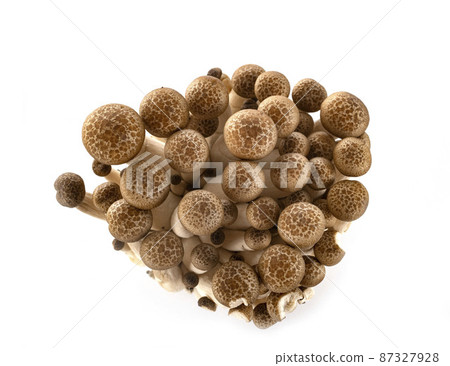 Shimeji mushrooms in studio 87327928