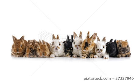 Rex rabbits in studio Rex rabbits in studio 87327940