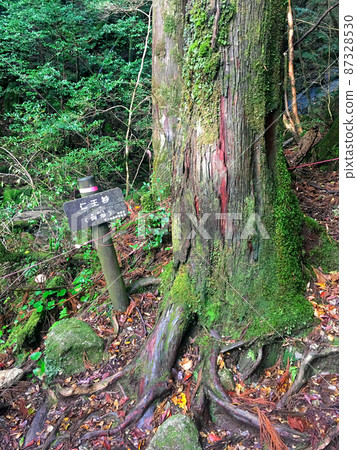 在屋久島繩文杉徒步路線上可以看到的仁王杉 在屋久島繩文杉徒步路線上可以看到的仁王杉 87328530