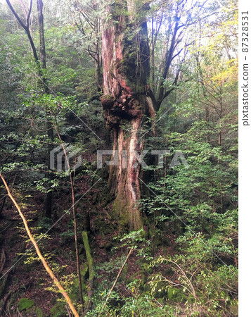 在屋久島繩文杉徒步路線上可以看到的仁王杉 87328531