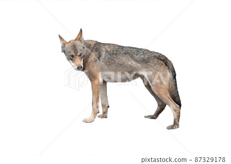 sad wolf isolated on white background sad wolf isolated on white background 87329178