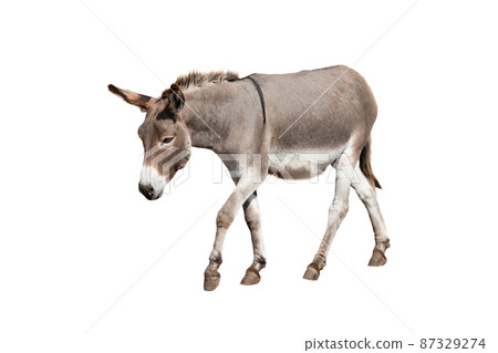 running donkey isolated on white background 87329274