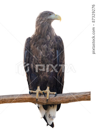 white-tailed eagle sits on a tree branch isolated on white background 87329276