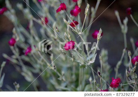burgundy flowers with water droplets after rain in the garden burgundy flowers with water droplets after rain in the garden 87329277