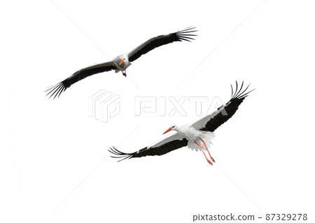 bird stork in flight isolated on white background 87329278