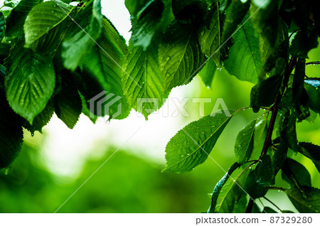 cherry leaves after rain with water droplets 87329280