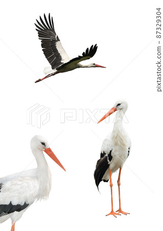 white storks isolated on white background white storks isolated on white background 87329304
