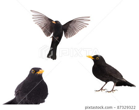 portrait blackbird isolated on a white background. 87329322