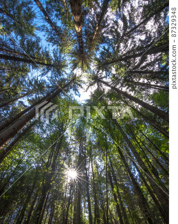 tall trees with a rising sun on a forest background tall trees with a rising sun on a forest background 87329348