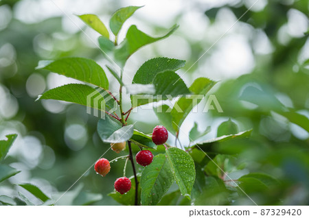red cherries on the tree after rain 87329420