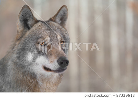 portrait of a gray wolf on a forest background, beautiful portrait of a gray wolf on a forest background, beautiful 87329618