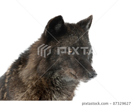 portrait of canadian wolf isolated on white background portrait of canadian wolf isolated on white background 87329627