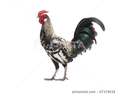 beautiful rooster isolated on white background beautiful rooster isolated on white background 87329638