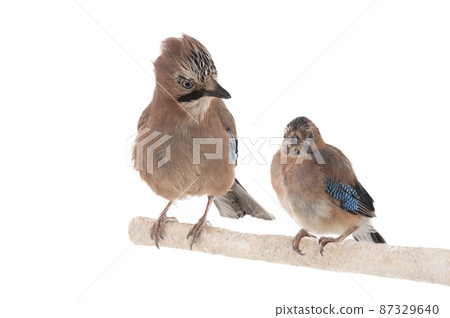 jay with a little chick sit on a branch of a tree tree isolated on a white background 87329640