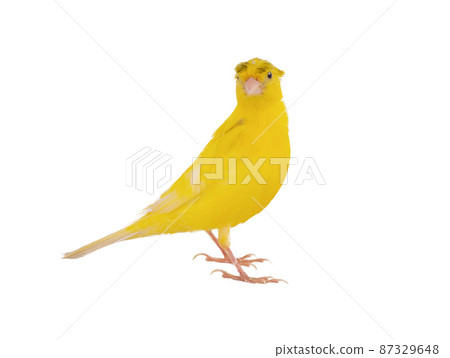 Crested canary 2024