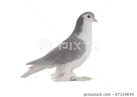 male lahore pigeons isolated on white background 87329649