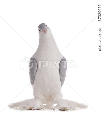 pigeon watching camera isolated on white background 87329653