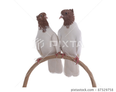 iranian pigeons sitting on bent vine isolated on white background iranian pigeons sitting on bent vine isolated on white background 87329758