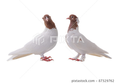 female and male Iranian pigeon isolated on white background female and male Iranian pigeon isolated on white background 87329762
