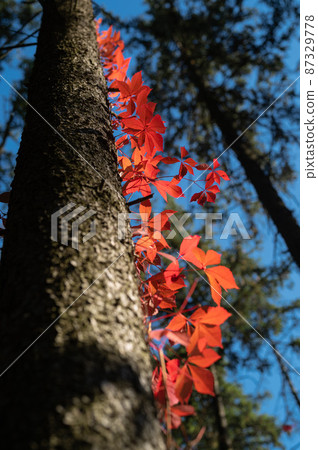 leaves of  wild grapes on a tree trunk in the forest 87329778