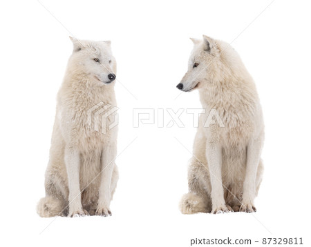 two polar wolves look at each other isolated on white background two polar wolves look at each other isolated on white background 87329811