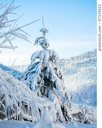 standing spruce covered with snow on the background of the forest in winter standing spruce covered with snow on the background of the forest in winter 87329821