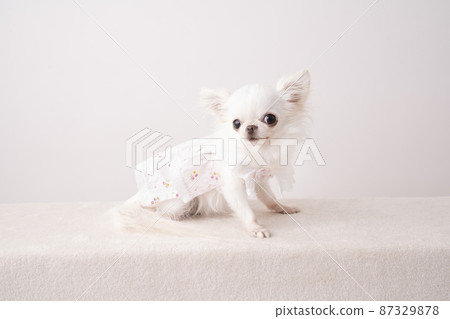 Lana of a smiling Chihuahua Lana of a smiling Chihuahua 87329878