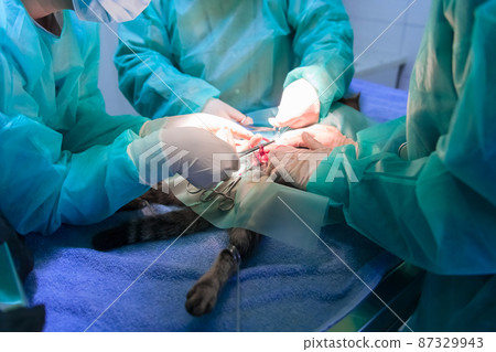A surgeon and veterinarians team performing castration or sterilization operation on a cat in an animal hospital.  87329943