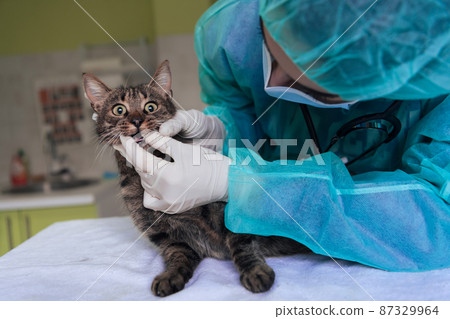 Veterinary team for treating sick cats, Maintain animal health Concept, animal hospital 87329964