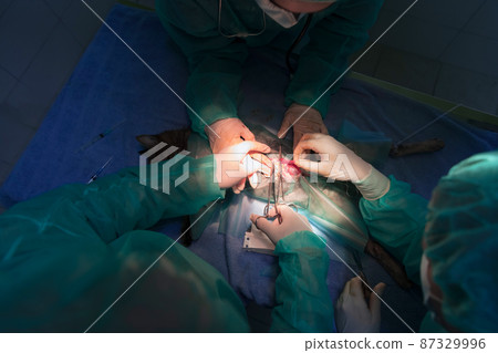 A surgeon and veterinarians team performing castration or sterilization operation on a cat in an animal hospital. A surgeon and veterinarians team performing castration or sterilization operation on a cat in an animal hospital. 87329996