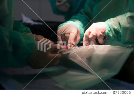 A surgeon and veterinarians team performing castration or sterilization operation on a cat in an animal hospital. A surgeon and veterinarians team performing castration or sterilization operation on a cat in an animal hospital. 87330006