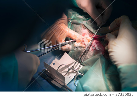 A surgeon and veterinarians team performing castration or sterilization operation on a cat in an animal hospital.  87330023