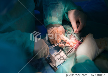 A surgeon and veterinarians team performing castration or sterilization operation on a cat in an animal hospital. A surgeon and veterinarians team performing castration or sterilization operation on a cat in an animal hospital. 87330034