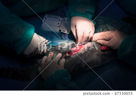 A surgeon and veterinarians team performing castration or sterilization operation on a cat in an animal hospital.  87330055