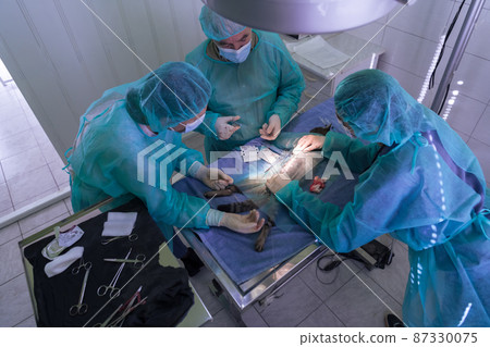 Real abdominal surgery on a cat in a hospital setting 87330075