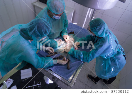 Real abdominal surgery on a cat in a hospital setting 87330112