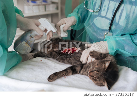 Real abdominal surgery on a cat in a hospital setting 87330117