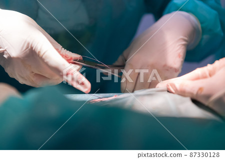 A surgeon and veterinarians team performing castration or sterilization operation on a cat in an animal hospital.  87330128