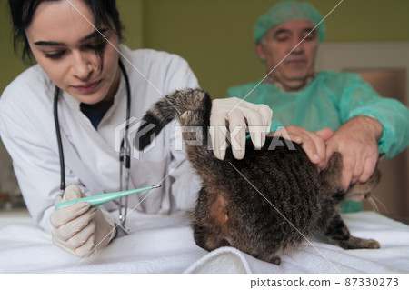 Veterinarian measuring the temperature of little kitten Veterinarian measuring the temperature of little kitten 87330273
