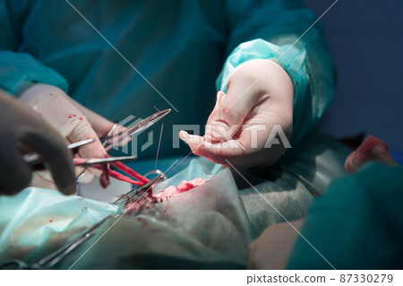 A surgeon and veterinarians team performing castration or sterilization operation on a cat in an animal hospital. A surgeon and veterinarians team performing castration or sterilization operation on a cat in an animal hospital. 87330279
